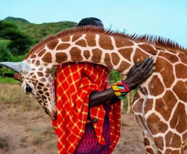 Les girafes s’éteignent dans la plus grande indifférence