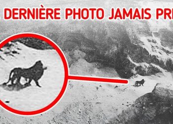 Nos dernières rencontres avec des espèces éteintes