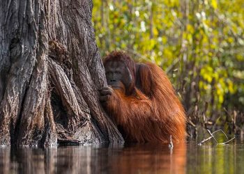 Indonésie : l’huile de palme condamne les orangs-outans à l’extinction