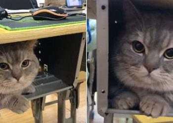 Moment adorable : un chat de compagnie reste tranquillement à l’intérieur du bureau de sa maîtresse, une étudiante, après qu’elle l’a secrètement amené en classe