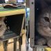 Moment adorable : un chat de compagnie reste tranquillement à l’intérieur du bureau de sa maîtresse, une étudiante, après qu’elle l’a secrètement amené en classe