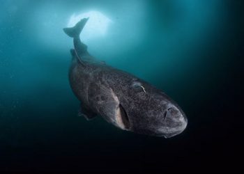 Le requin du Groenland : un géant des mers pouvant vivre jusqu’à 500 ans !