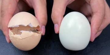 Œufs durs : évitez de les plonger directement dans l’eau froide. Voici la méthode correcte pour obtenir des œufs savoureux et conserver tous leurs nutriments. La coquille se retire facilement en une seule fois.
