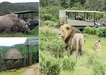 Trois braconniers sont DÉVORÉS par des lions après avoir pénétré dans une réserve naturelle sud-africaine pour abattre des rhinocéros et récupérer leurs cornes