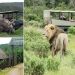 Trois braconniers sont DÉVORÉS par des lions après avoir pénétré dans une réserve naturelle sud-africaine pour abattre des rhinocéros et récupérer leurs cornes