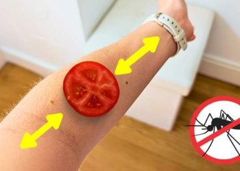 Moustiques : l’astuce pour ne plus jamais se faire piquer à l’extérieur