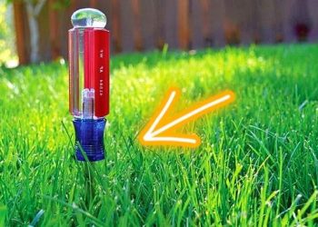 Pourquoi faut-il planter un tournevis dans la pelouse ? L’astuce des jardiniers malins.