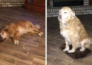 Une femme commande accidentellement un tapis minuscule pour son chien, et le chien fait semblant que tout va bien