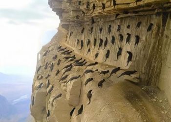 Le Japon a amené des tueurs de serpents sur l’île. 25 ans plus tard, tout le monde a été choqué