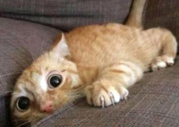 Les 7 animaux les plus intelligents du monde