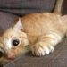 Les 7 animaux les plus intelligents du monde