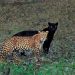 Un photographe animalier attend 6 jours pour prendre la photo parfaite d’un léopard et d’une panthère noire