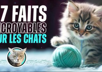 77 faits surprenants sur les chats !!!