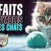 77 faits surprenants sur les chats !!!