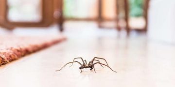 Araignées de maison : pourquoi ne faut-il pas les tuer ?