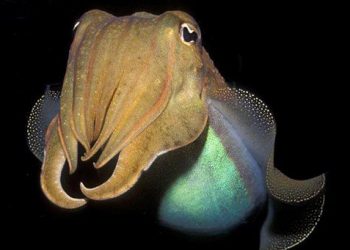 Un céphalopode a réussi un test cognitif conçu pour les enfants humains