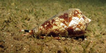 Cet escargot marin d’apparence inoffensive peut tuer un humain