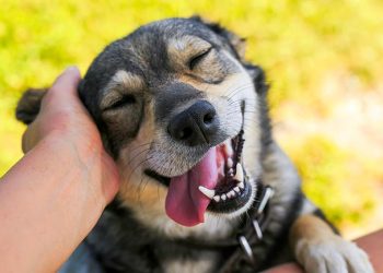 Comment savoir si mon chien est heureux ? 12 signes d’un chien heureux