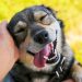 Comment savoir si mon chien est heureux ? 12 signes d’un chien heureux