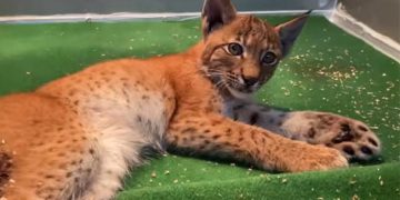 Elle s’arrête sur le bord de la route pour sauver un jeune lynx blessé