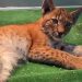 Elle s’arrête sur le bord de la route pour sauver un jeune lynx blessé