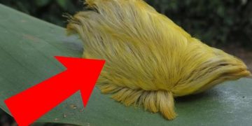 Si vous voyez cela, courez vite et demandez de l’aide !