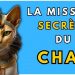 La mission secrète des chats : pourquoi les chats arrivent-ils dans ta vie ?