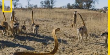 Vidéo : L’affrontement entre un bébé suricate et un cobra du Cap déclenche un assaut