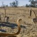 Vidéo : L’affrontement entre un bébé suricate et un cobra du Cap déclenche un assaut