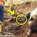 Un homme aide un ours en pleurs à sortir d’un piège. Ce qui s’est passé ensuite est incroyable !