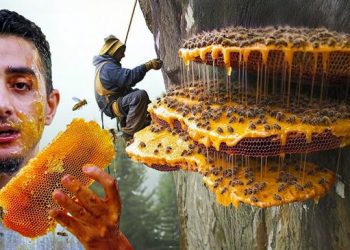Le miel fou hallucinogène du Népal (Ils grimpent pour devenir fous)
