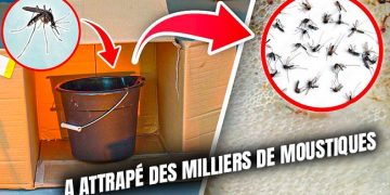 Ce piège à moustiques attrape des milliers de moustiques