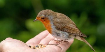 Placez ce fruit sur votre balcon ou dans votre jardin pour attirer les rouges-gorges (et ça fonctionne à chaque fois !)
