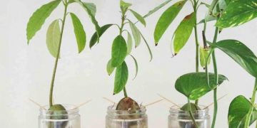 Planter un avocat à partir de son noyau ou graine