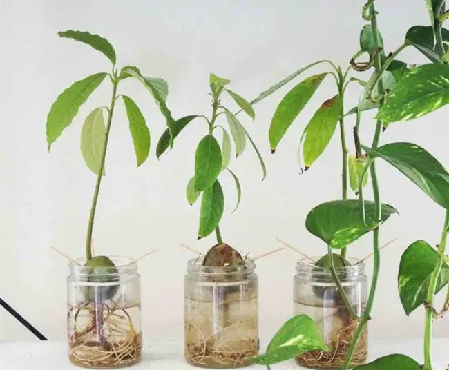 Planter un avocat à partir de son noyau ou graine