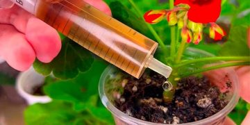 Mettez une goutte sur chaque plante fin février : elles pousseront à vue d’œil