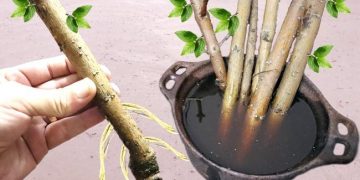 Technique pour enraciner n’importe quelle branche (Avec 1 seul ingrédient)