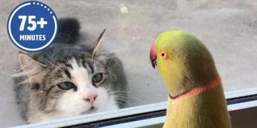 Les vidéos d’animaux les plus amusantes de l’année ! 🤣 | Meilleure compilation
