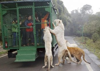 Ce zoo en Chine met les visiteurs en cage et laisse les animaux en liberté