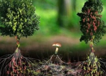 Un écologiste affirme que les arbres se parlent entre eux dans une langue que l’on peut apprendre