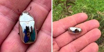 Un homme découvre un scarabée argenté ressemblant à un miroir lors d’une promenade