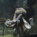 Nouvelle-Zélande : un poulpe s’évade d’un aquarium de manière spectaculaire