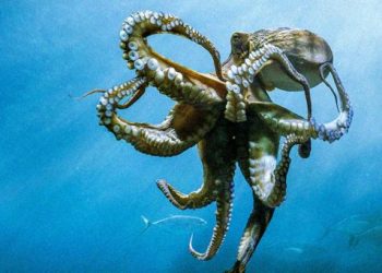 Le Royaume-Uni déclare que les pieuvres et les calmars sont des êtres sensibles