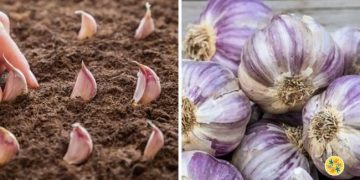 Comment faire pousser de l’ail de façon infinie chez vous ?