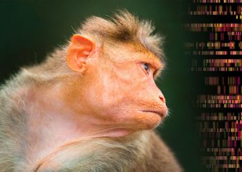 Que se passe-t-il quand des scientifiques insèrent un gène d’intelligence humaine dans un singe ?