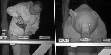 Cet homme a transformé les ours qui venaient régulièrement voler le miel de son rucher en goûteurs de miel