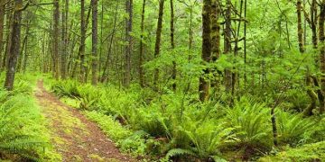 Des scientifiques révèlent l’intelligence et la sensibilité des plantes