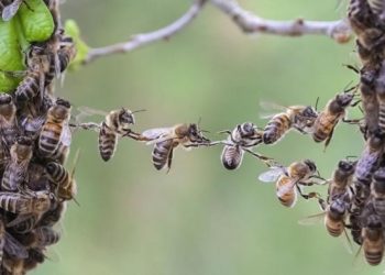Une colonie d’abeilles se comporte comme un cerveau géant où chacune est un neurone