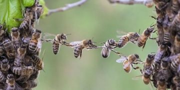 Une colonie d’abeilles se comporte comme un cerveau géant où chacune est un neurone