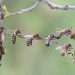 Une colonie d’abeilles se comporte comme un cerveau géant où chacune est un neurone